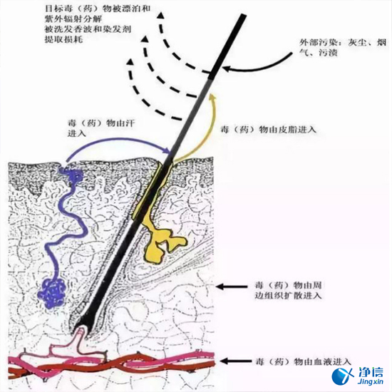  毛發(fā)毒品檢測儀檢測腿毛竟可以測出吸毒?做了全身脫毛也可以？